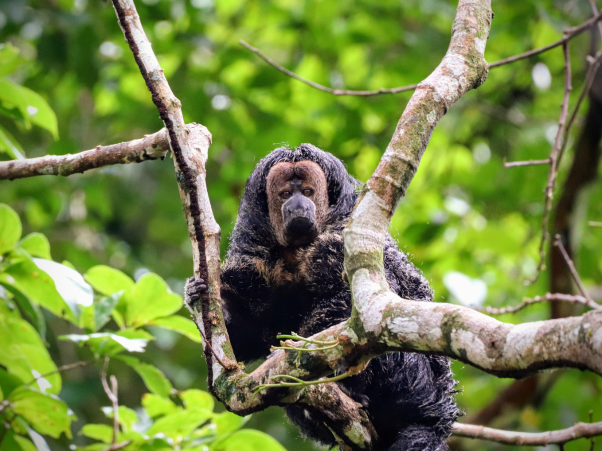 Monk Saki Monkeys in Amazon Rainforest Peru 13