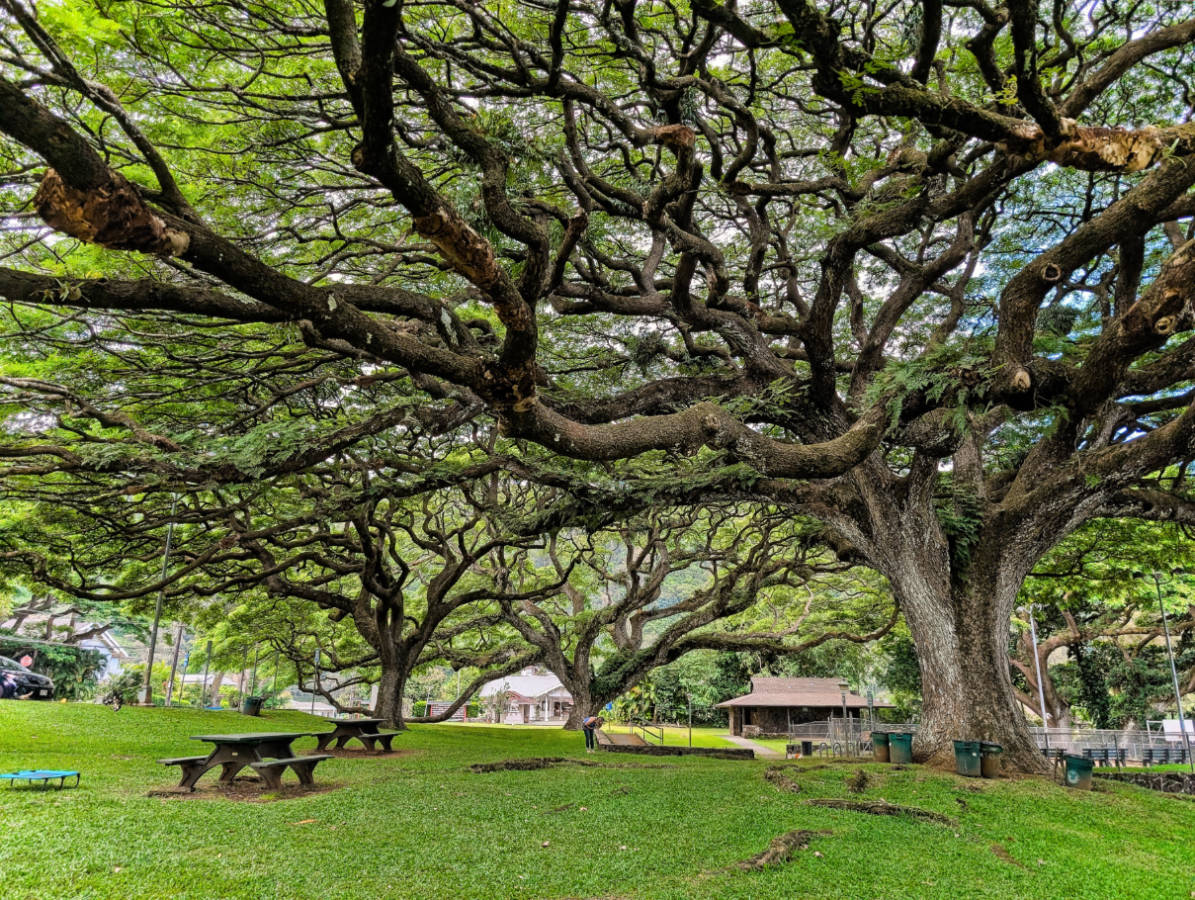 Monkeypod Trees at Nuuana Valley Park at Queen Emmas Summer Palaca Honolulu Oahu Hawaii 1