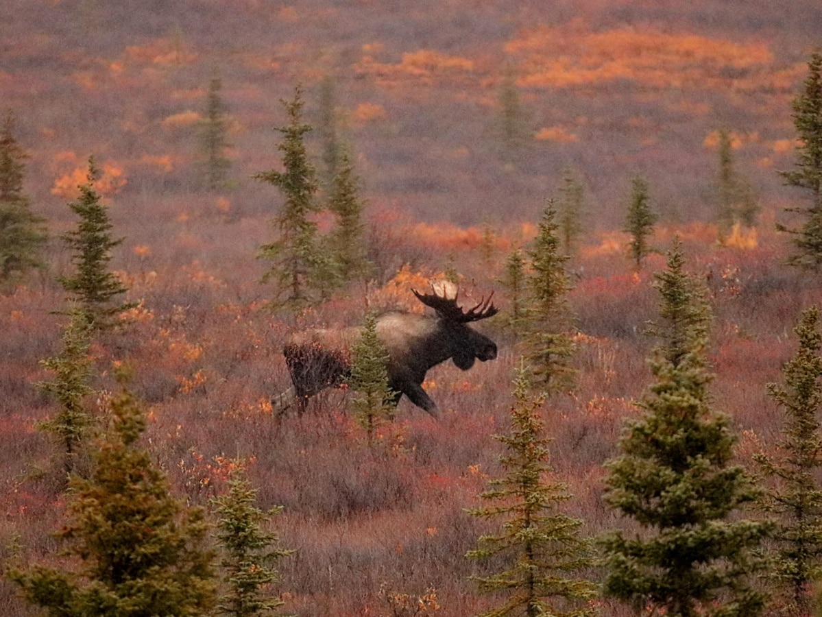 Moose and Fall Colors in Denali National Park Alaska