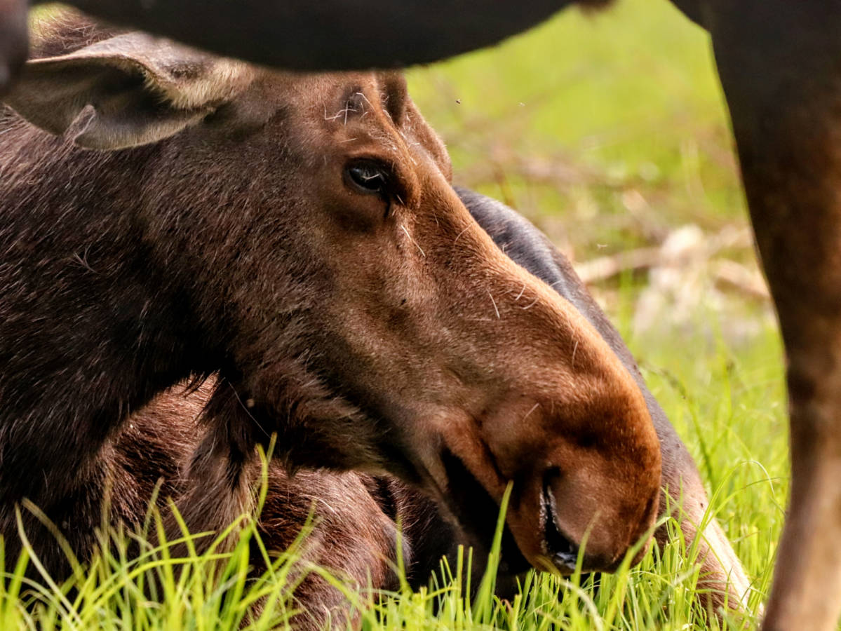 Moose at Alaska Wilflife Conservation Center Girdwood Alaska