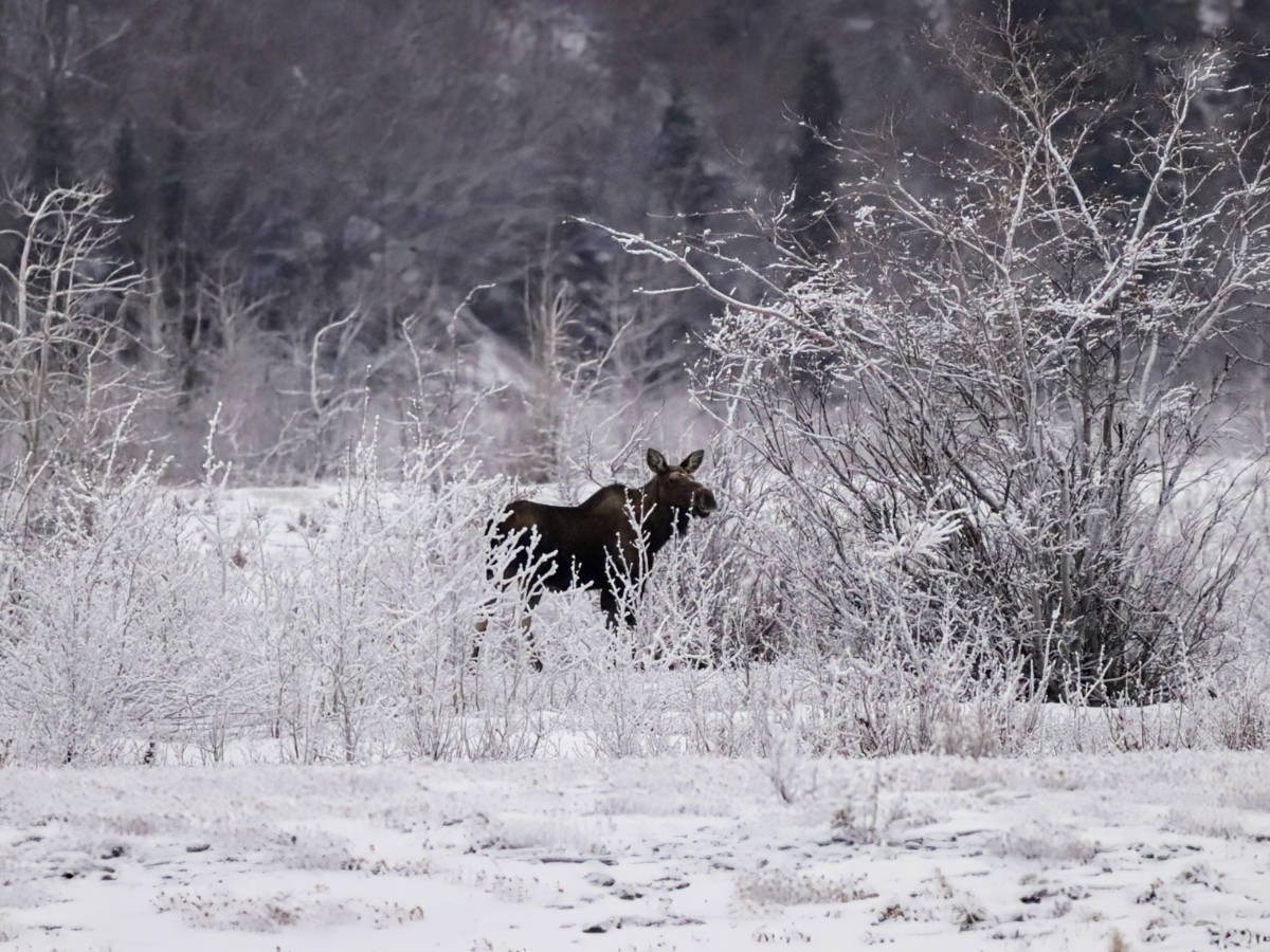 Moose on Knik River with Alaska Backcounty Adventures UTV Winter Tour Palmer Alaska 7