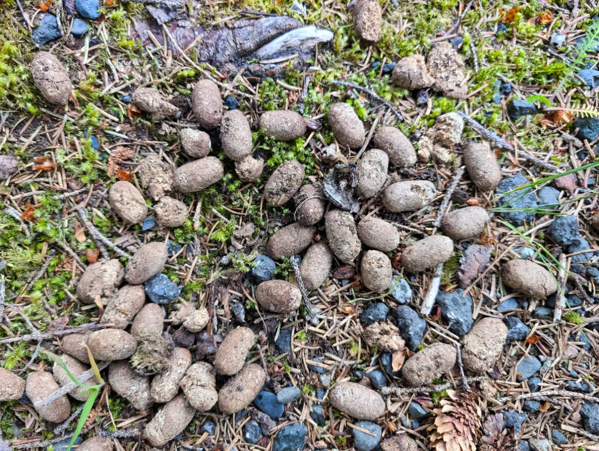 Moose poop on Lane Basin Trail Archangel Valley Palmer Alaska 1