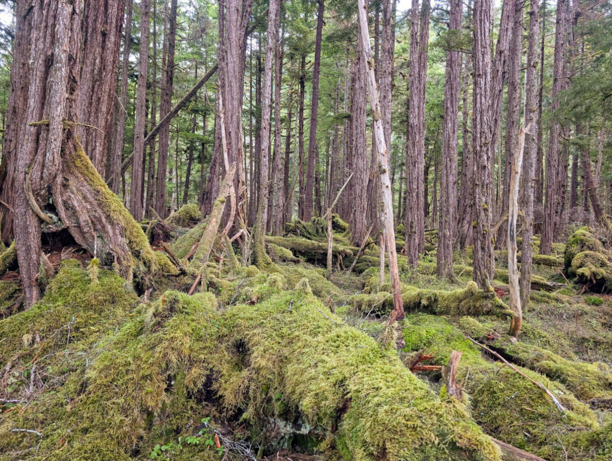 Mossy trail hiking in Tongass National Forest with the Boat Company Southeast Alaska 1