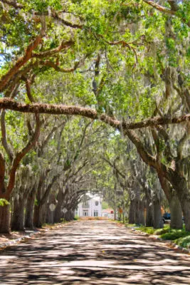 Most Beautiful Street in America Magnolia Street St Augustine 7