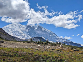 Mountain-Goats-Grazing-at-Frozen-Lake-Sunrise-Mount-Rainier-National-Park-Washington-3-320x240.jpg