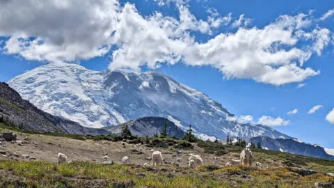 Best Hiking at Mount Rainier National Park: Beautiful, Kid Friendly hikes