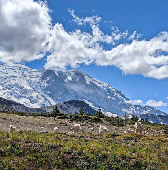 Mountain Goats Grazing at Frozen Lake Sunrise Mount Rainier National Park Washington 3