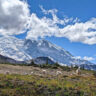 Mountain Goats Grazing at Frozen Lake Sunrise Mount Rainier National Park Washington 3