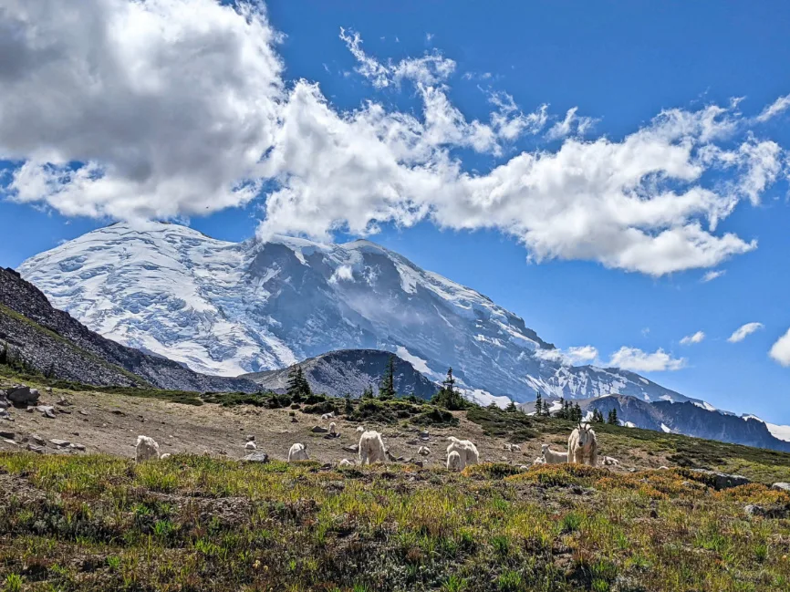 Mountain Goats Grazing at Frozen Lake Sunrise Mount Rainier National Park Washington 3