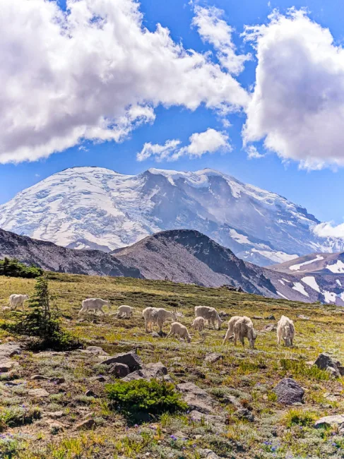 Mountain Goats Grazing at Frozen Lake Sunrise Mount Rainier National Park Washington 9