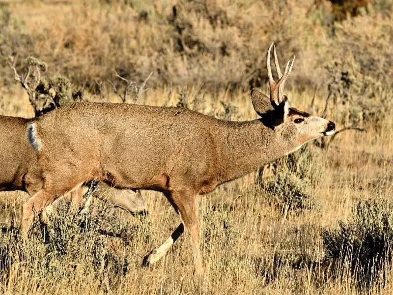 Mule Deer at Hells Canyon Idaho