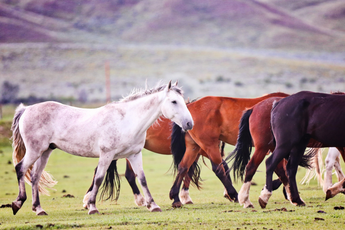 Mustangs at Wind River Wild Horse Sanctuary Lander Wyoming 1