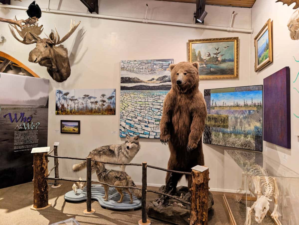 Nature Exhibits in Pratt Museum Homer Alaska 3