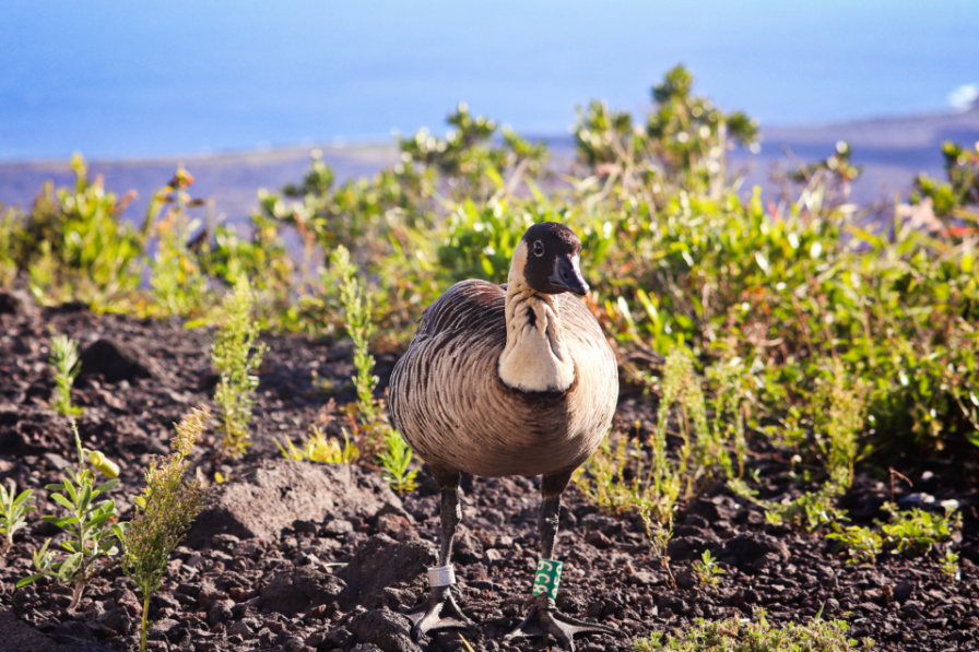 Nene Hawaiian Goose at Hawaii Volcanoes National Park 1