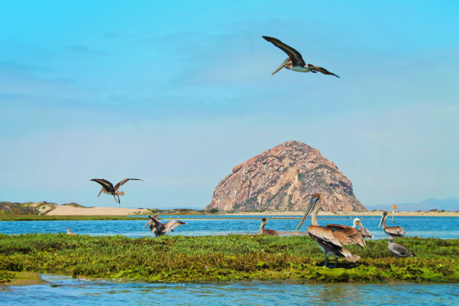 Nesting Pelicans in Morro Bay State Park