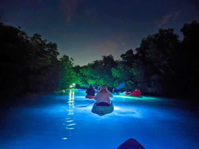 Nighttime Wildlife Safari with Night Kayak Key West Florida Keys 2020 5