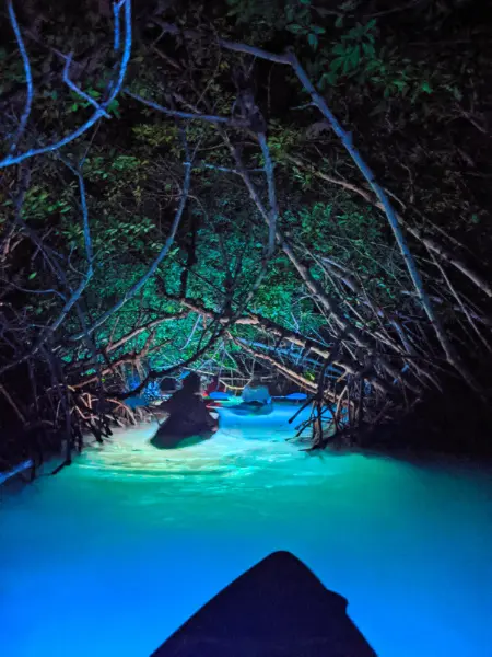 Nighttime Wildlife Safari with Night Kayak Key West Florida Keys 2020 8