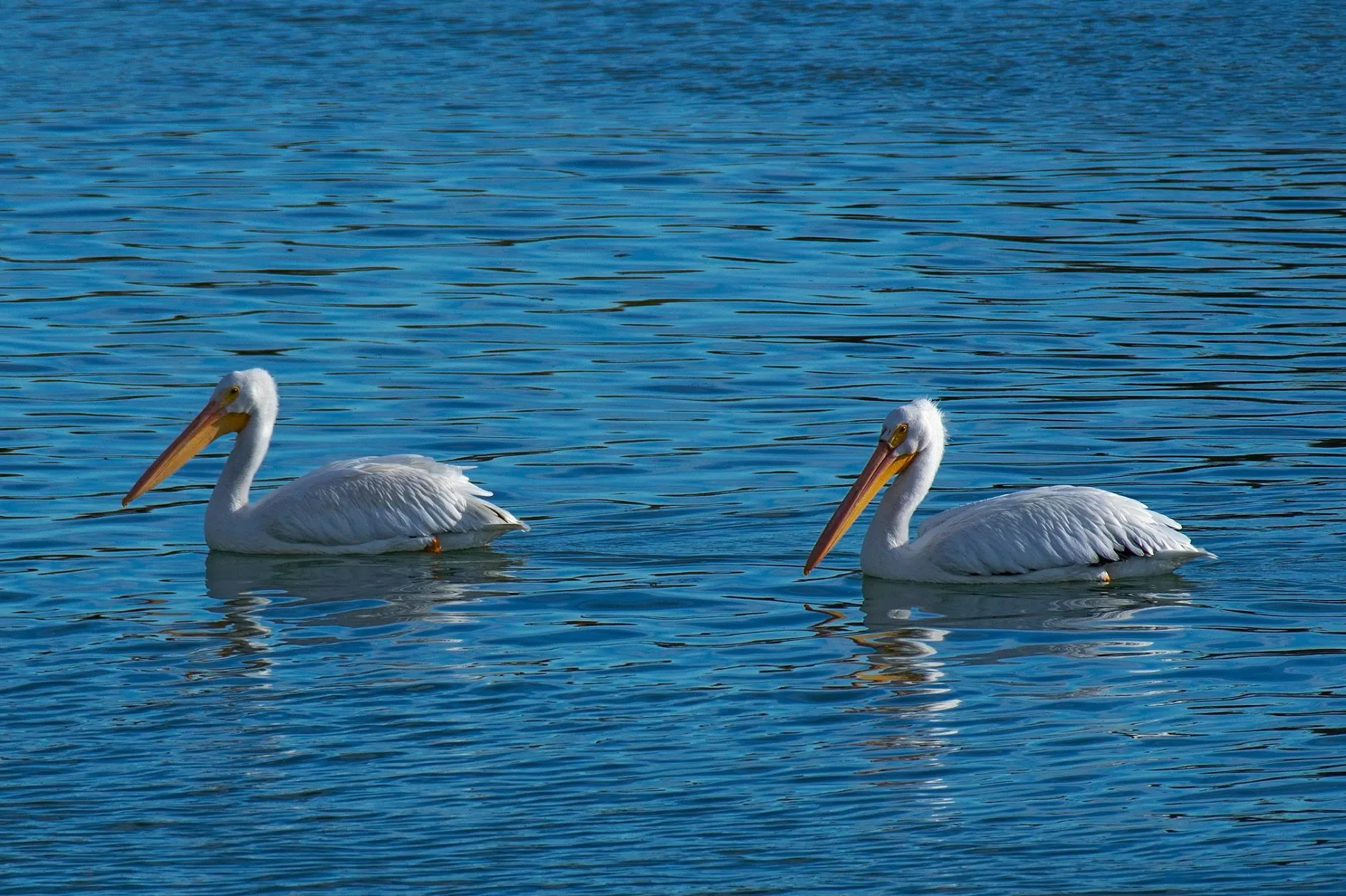 North American Pelicans on Lake Walcott Southern Idaho 1