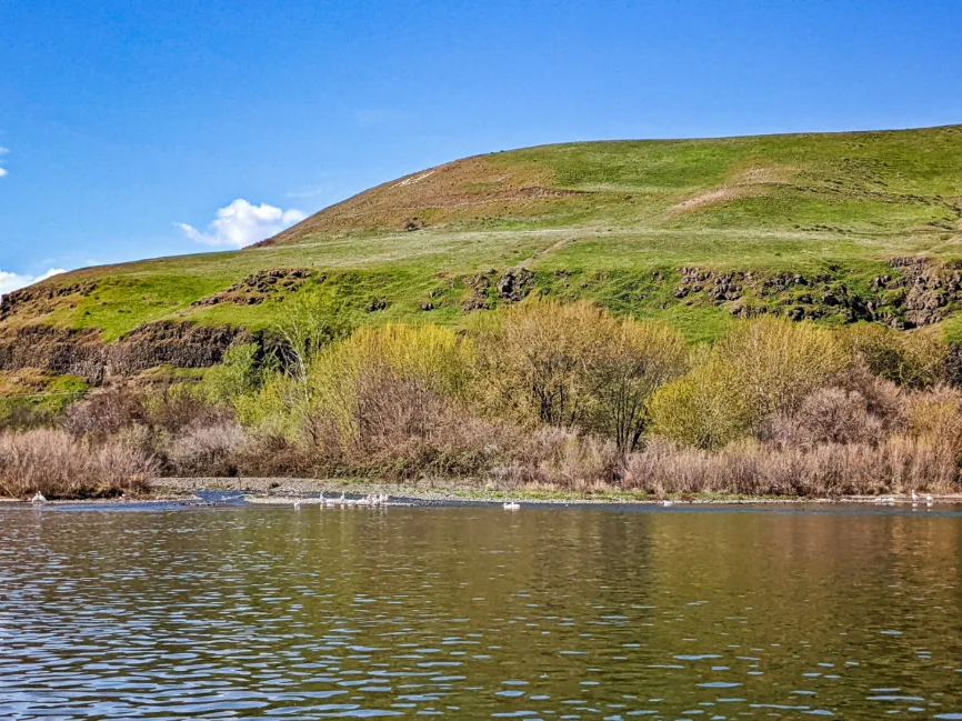 North American Pelicans on Snake River in Hells Canyon Lewiston Clarkston Idaho Washington 1