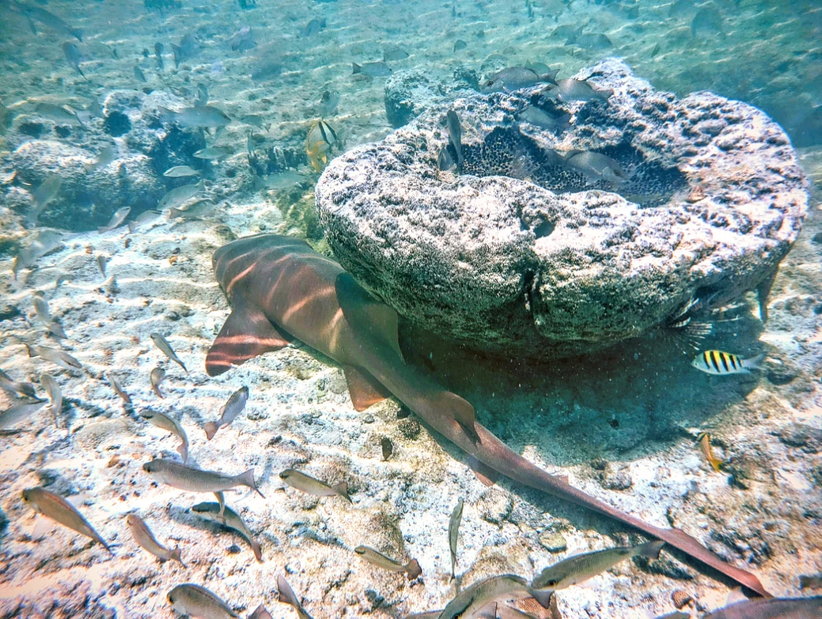 Nurse Shark and Fish with Giant Sponge in Key West National Wildlife Refuge Florida Keys 3
