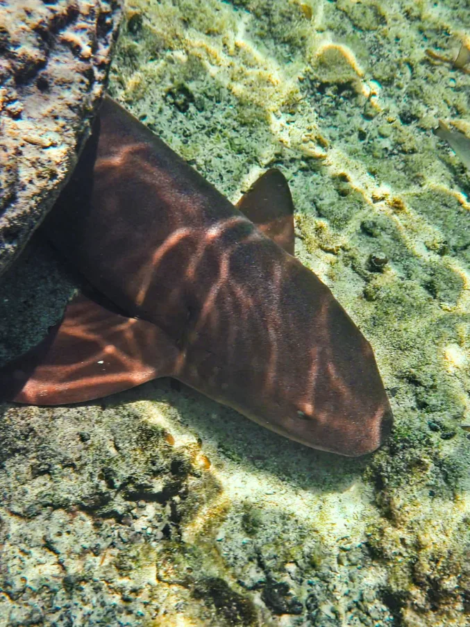 Nurse Shark and Fish with Giant Sponge in Key West National Wildlife Refuge Florida Keys 6