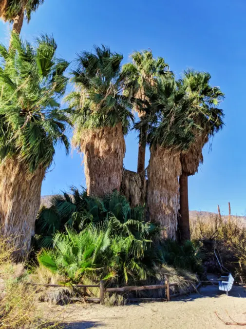 Oasis of Mara at 29 Palms Visitor Center Joshua Tree National Park California 1