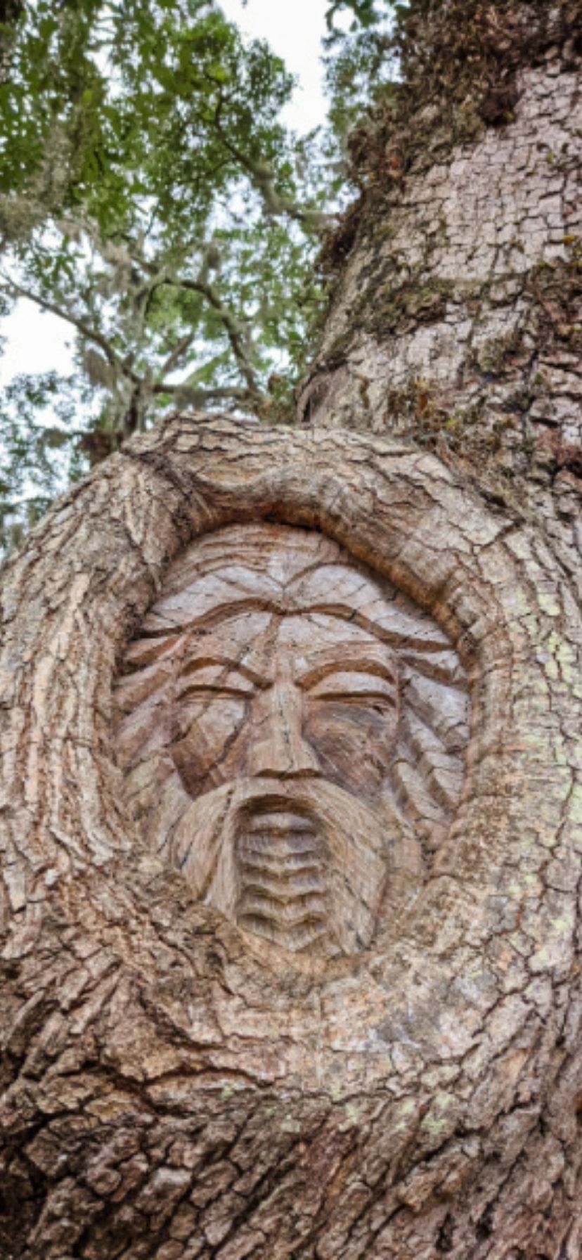Old Man Carved Spirit Tree St Simons Island