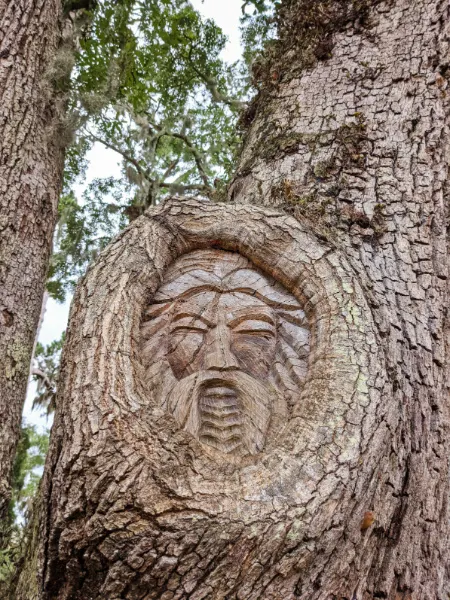 Old Man Mustache Spirit Tree St Simons Island Golden Isles Georgia 4