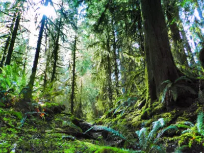 Olympic National Park Hoh River Trail Hoh Rainforest Ordinary Adventures 1