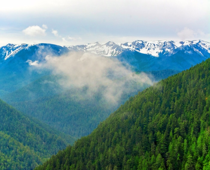 Olympic National Park - Snowy Mountains from Hurricane Ridge - Postcards from Seattle 1b