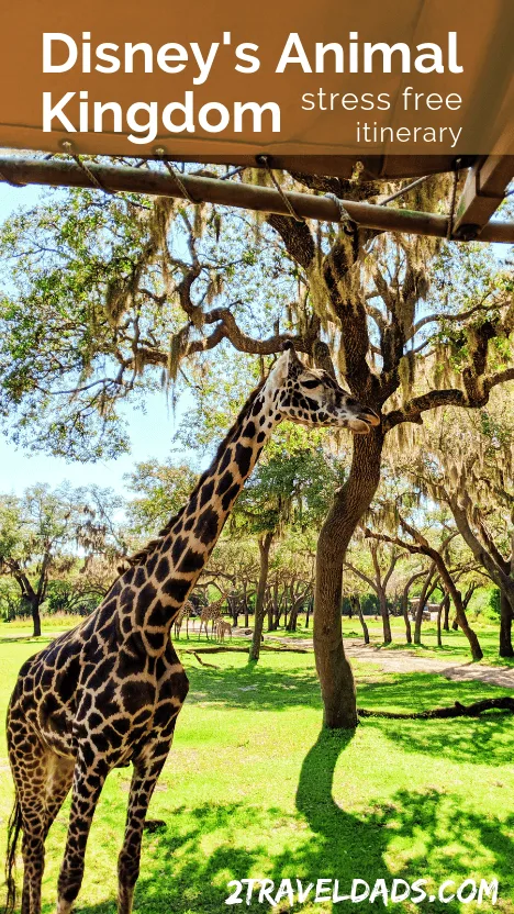 Disney's Animal Kingdom itinerary: one day plan and tips for dining, best safari times, guide to Pandora and which shows are best to save time and cool off. #Disney #disneyworld #animalkingdom #travel #itinerary