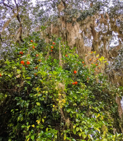 Orange Trees at Fort Frederica National Monument St Simons Island Georgia 1