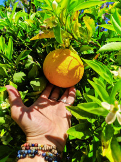 Orange on tree in Nipomo Santa Maria Valley California 1