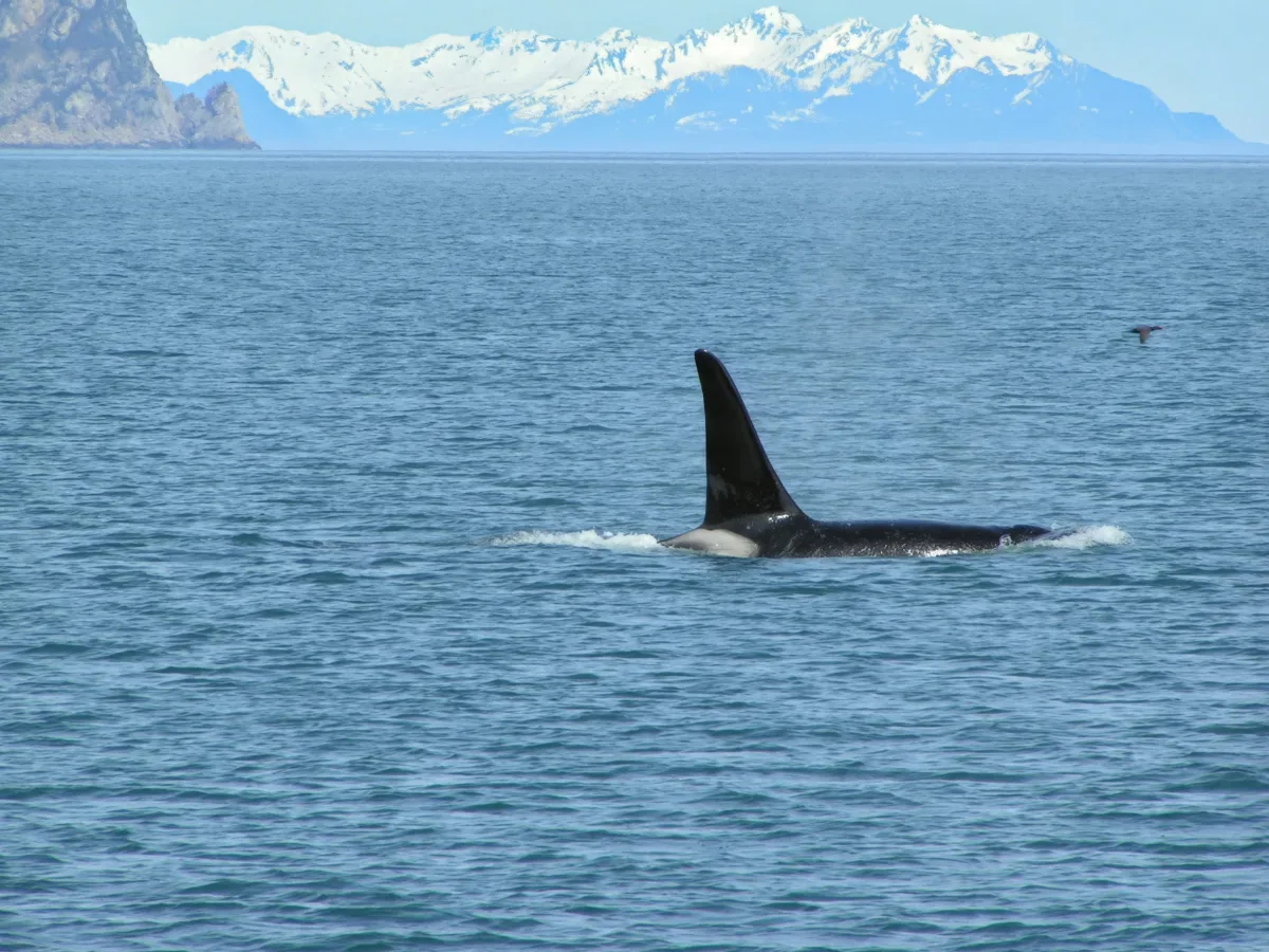 Orca Killer Whale on Sunny Day in Kenai Fjords National Park Alaska 1