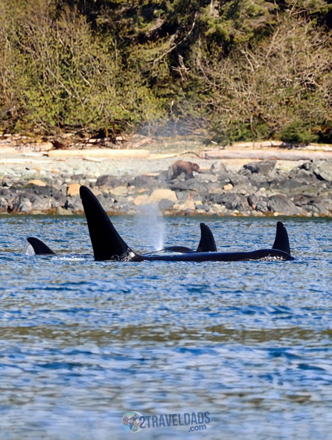 Orca Killer Whales and brown bear from Skiff from Mist Cove with the Boat Company Southeast Alaska 1