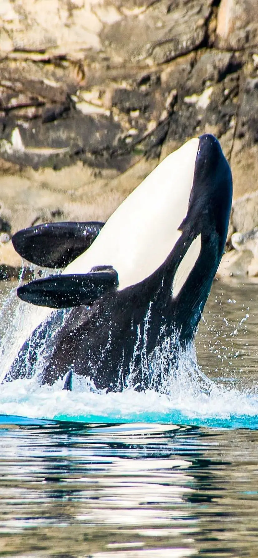 Orcas Whale Breaching Kayaking in the San Juans