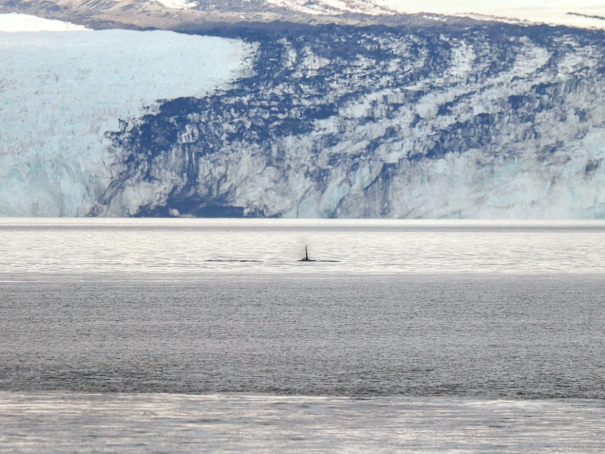 Orcas in Front of Harvard Glacier College Fjords Prince William Sound from Whittier Alaska