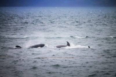 Orcas in Haro Strait off Victoria BC 1