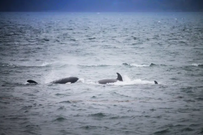 Orcas in Haro Strait off Victoria BC 1