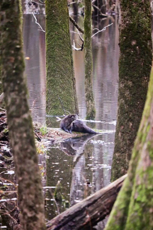 Otter in Cypress Swamp in Congaree National Park in Winter South Carolina 4