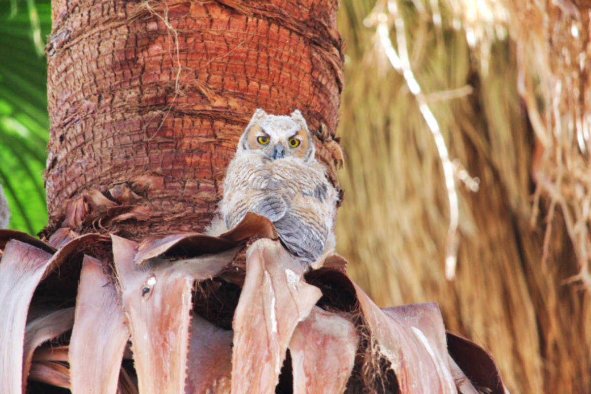 Owls in trees at Coachella Valley Nature Preserve Palm Oasis California 6