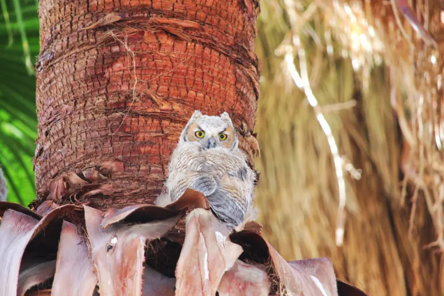 Owls in trees at Coachella Valley Nature Preserve Palm Oasis California 7
