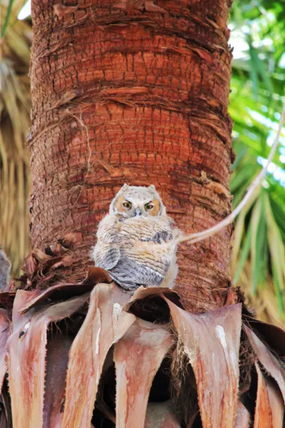 Owls in trees at Coachella Valley Nature Preserve Palm Oasis California 8