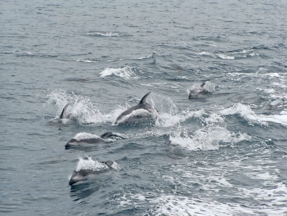 Pacific White Sided Dolphin Pod in Kenai Fjords National Park Alaska 1