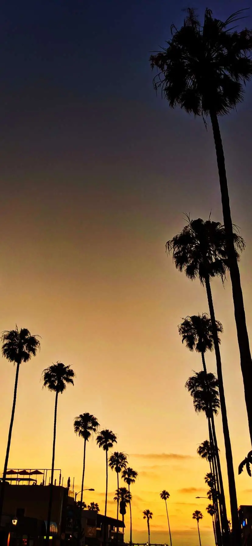 Palm Tree Sunset San Diego California Coast Road Trip