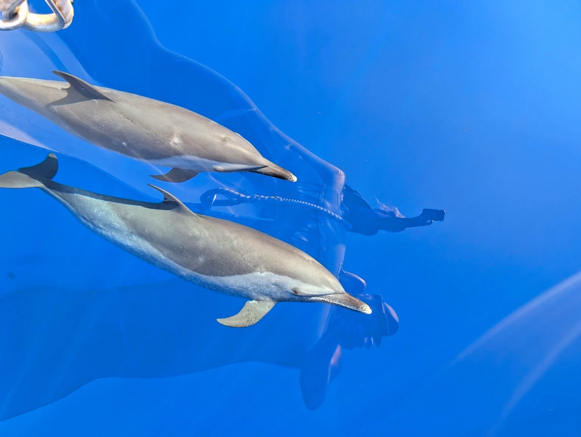 Pan Tropical Spotted Dolphins from Body Glove Hawaii Super Raft Snorkel Safari Tour Kailua Kona Big Island Hawaii 3