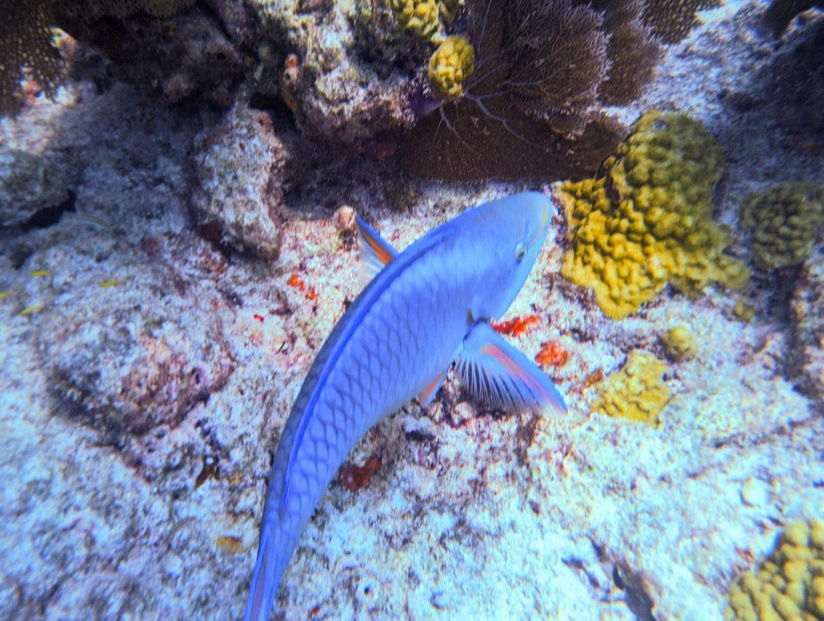 Parrot Fish at Sombrero Reef National Marine Sanctuary Marathon Florida Keys 3