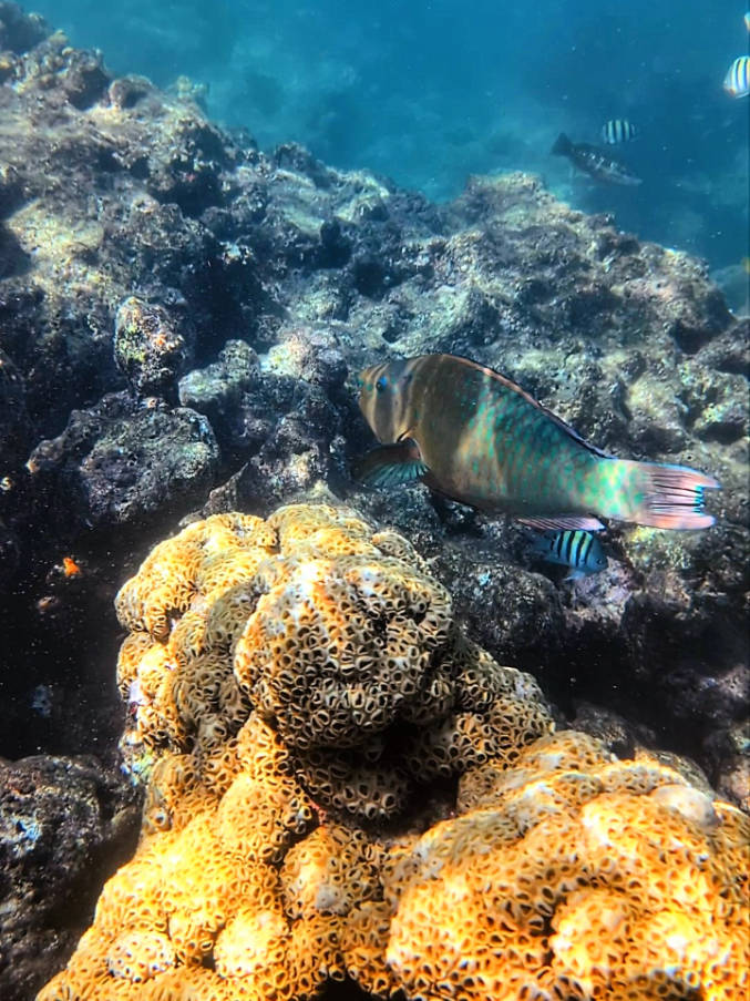 Parrotfish on Sand Key Reef with Fury Double Dip Snorkel Tour Key West Florida Keys 1