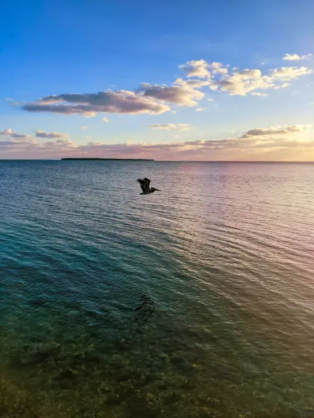 Pelican Flying at Sunset over Shallow Water Key Largo Florida Keys 2020 1