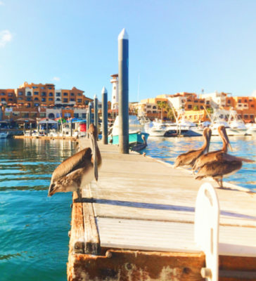 Pelicans on dock at Marina Cabo San Lucas 1